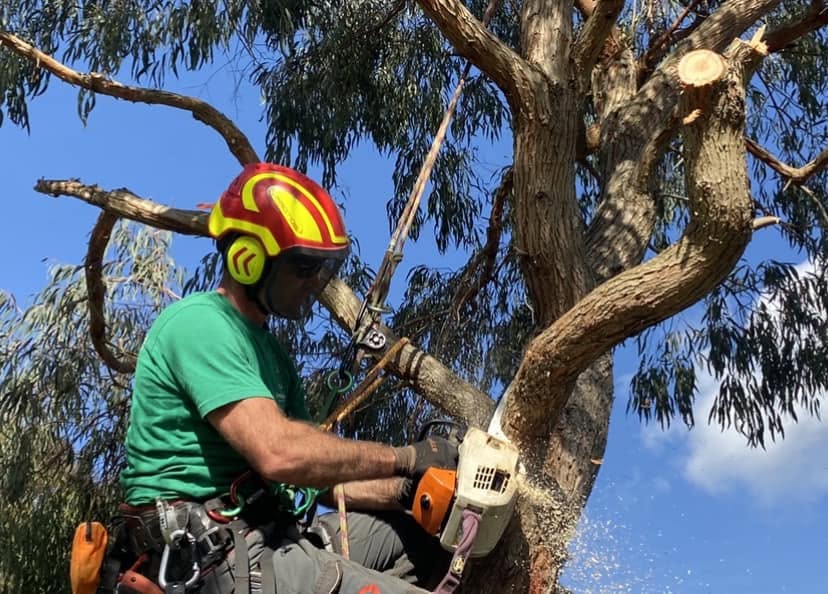 Why Tree Topping is not generally recommended