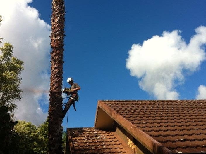 Group of Large Palms Removed