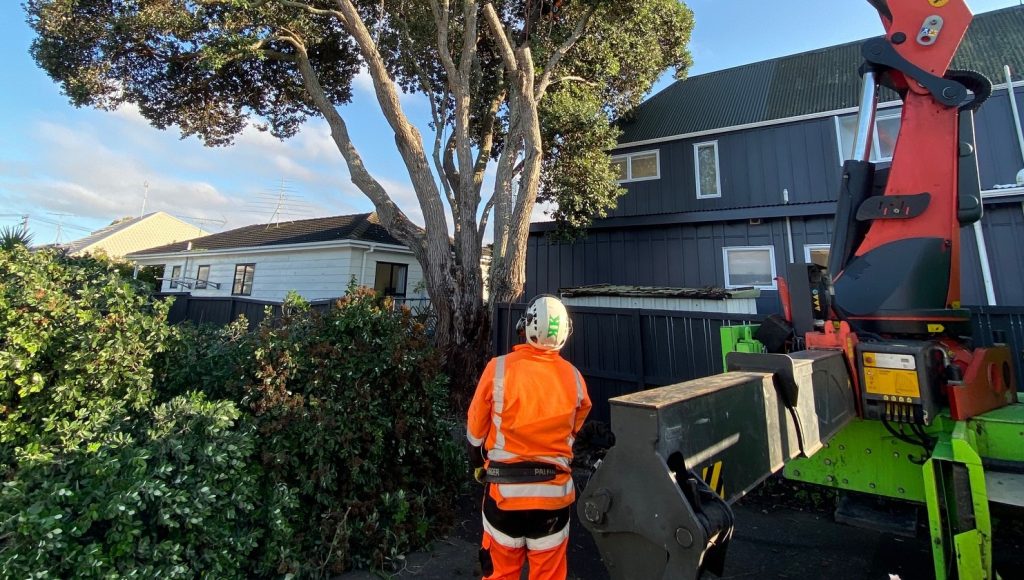 Pohutukawa Removal in Auckland