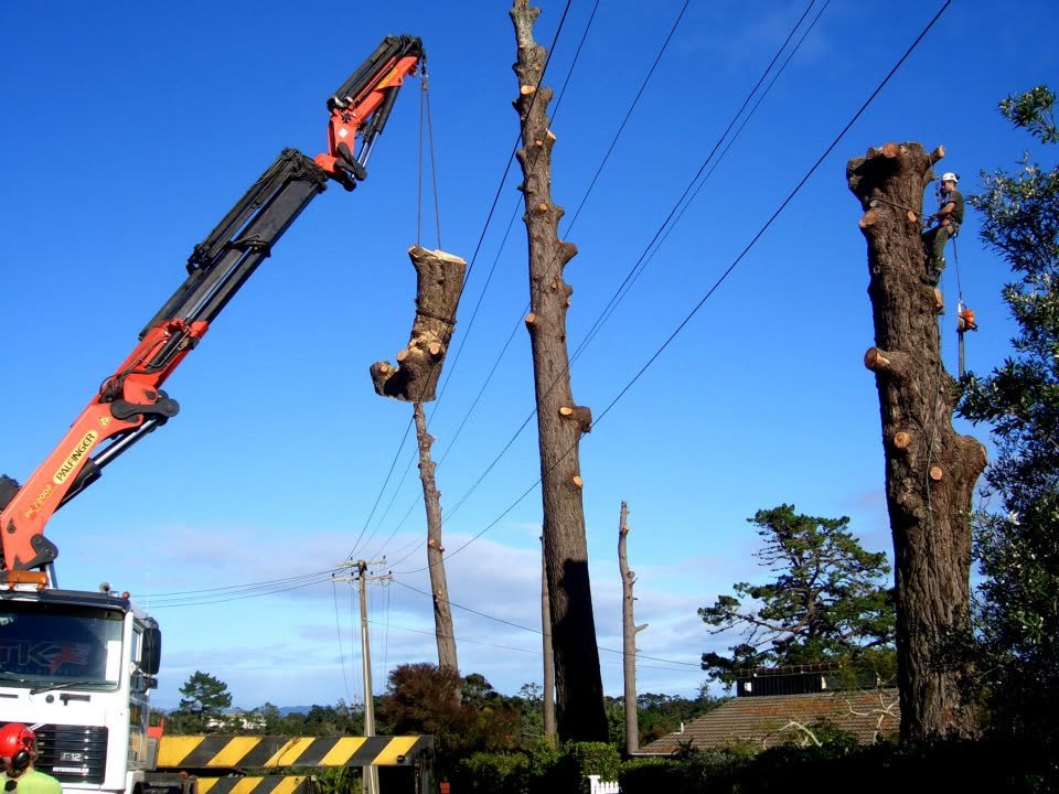 5 Large Pines Removed by TreeZone Arborists