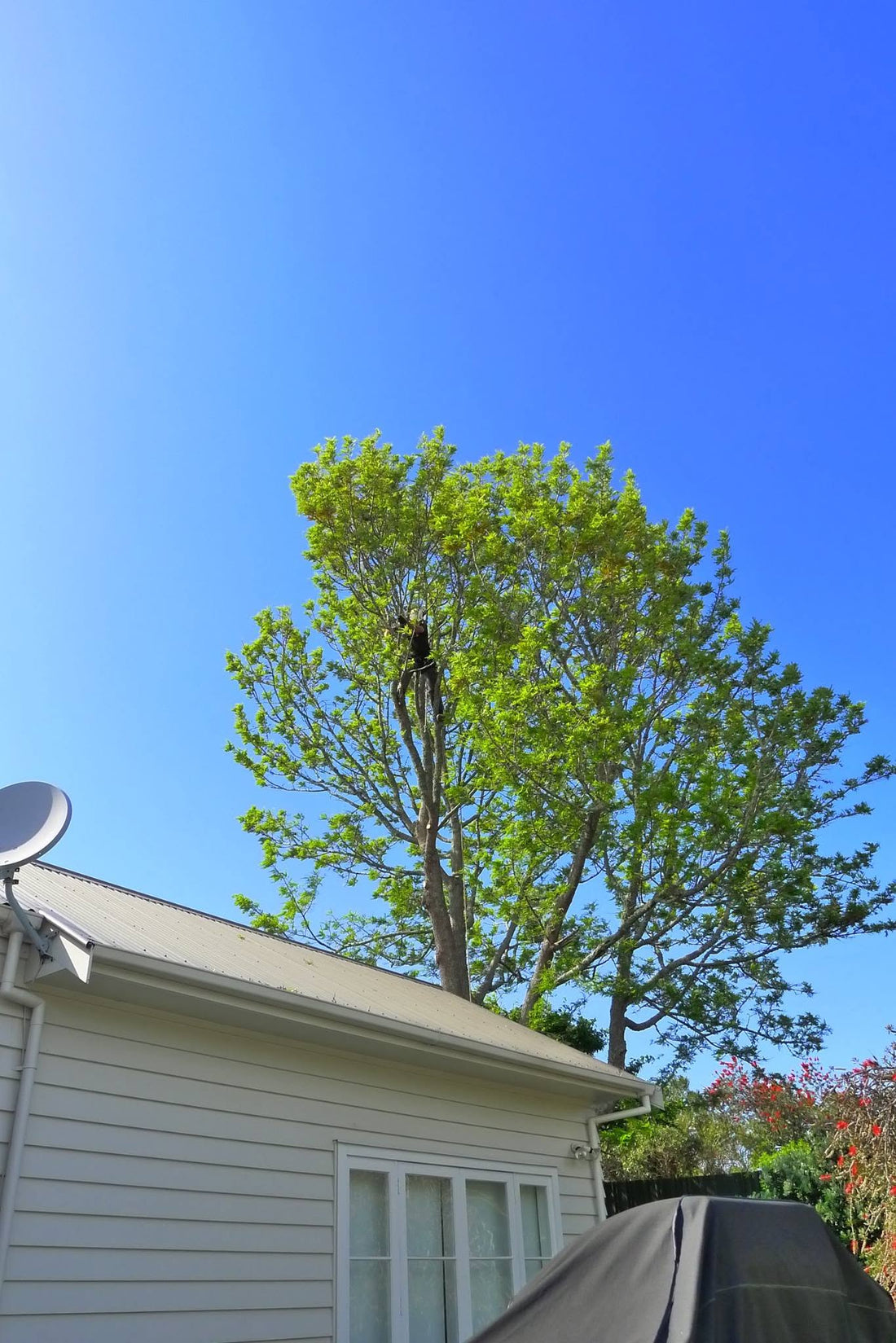 Tree Pruning for the best result