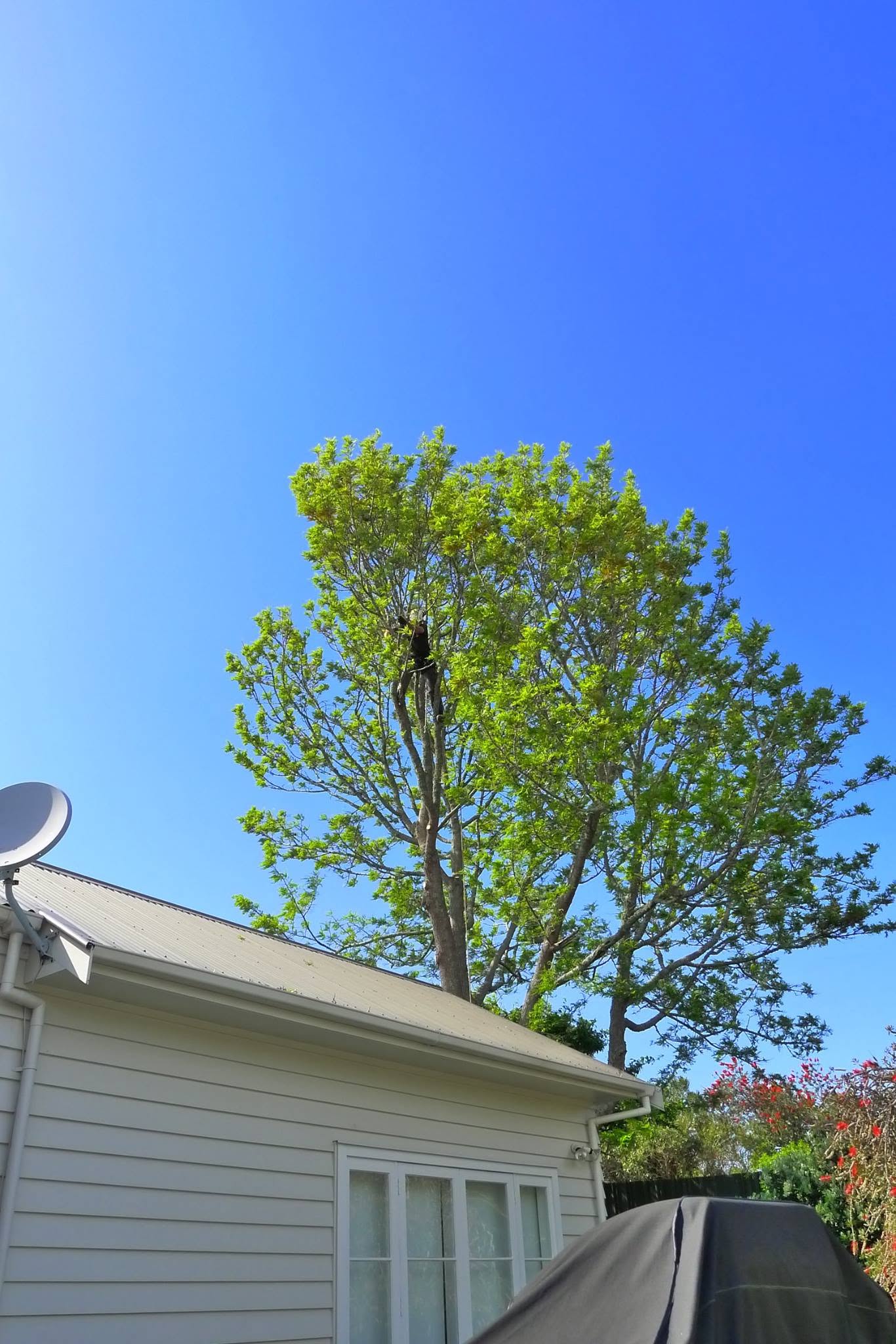 Tree Pruning for the best result