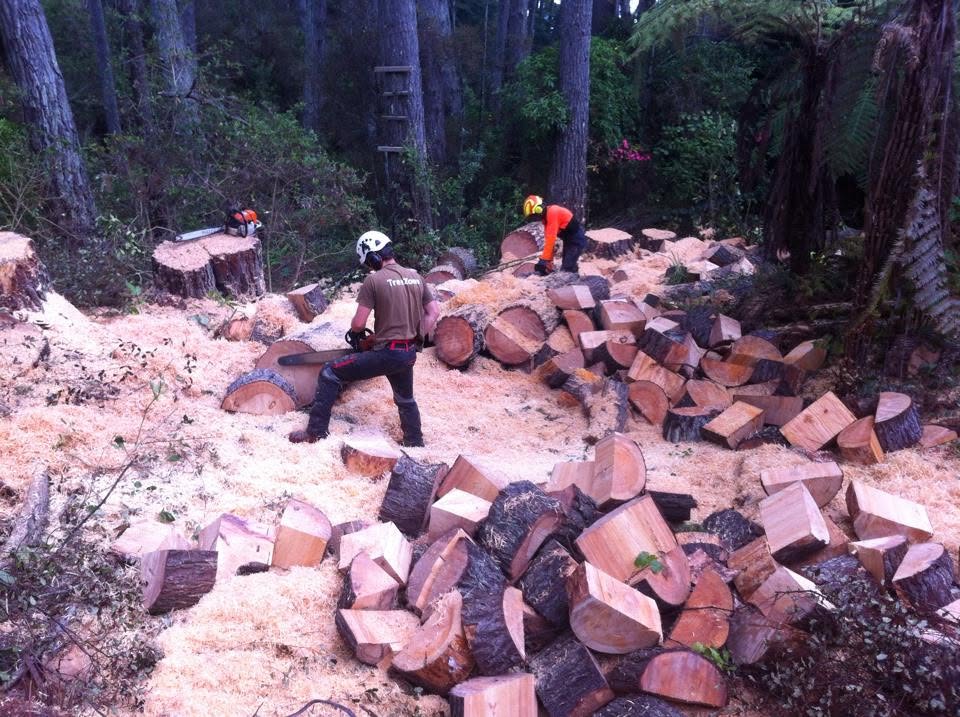 Free Arborist Company Checklist