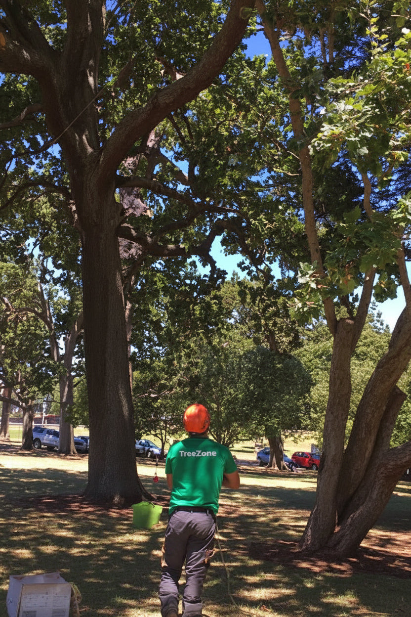 An arborist stands in a park under large trees, writing an arborist report. The background shows a sunny outdoor setting with grass, more trees
