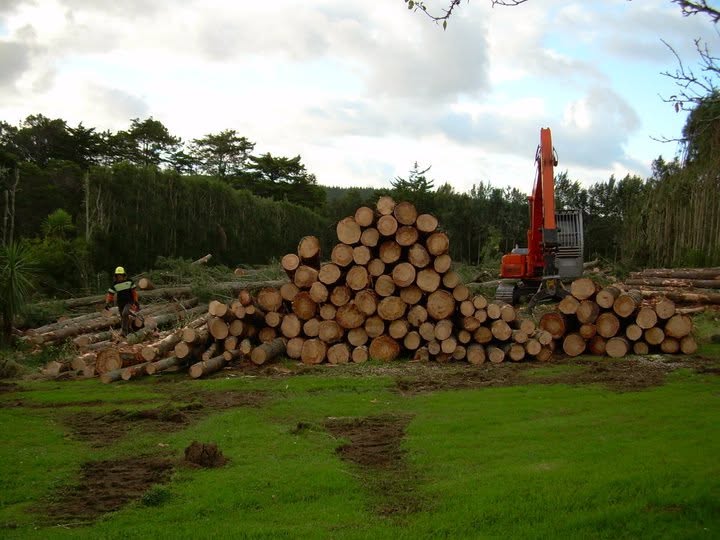 A large outdoor pile of cut logs stands on a grassy clearing with trees in the background. An orange tree stump grinder or logging machine is positioned on the right side, and a person in high-visibility clothing is visible on the left among the logs.